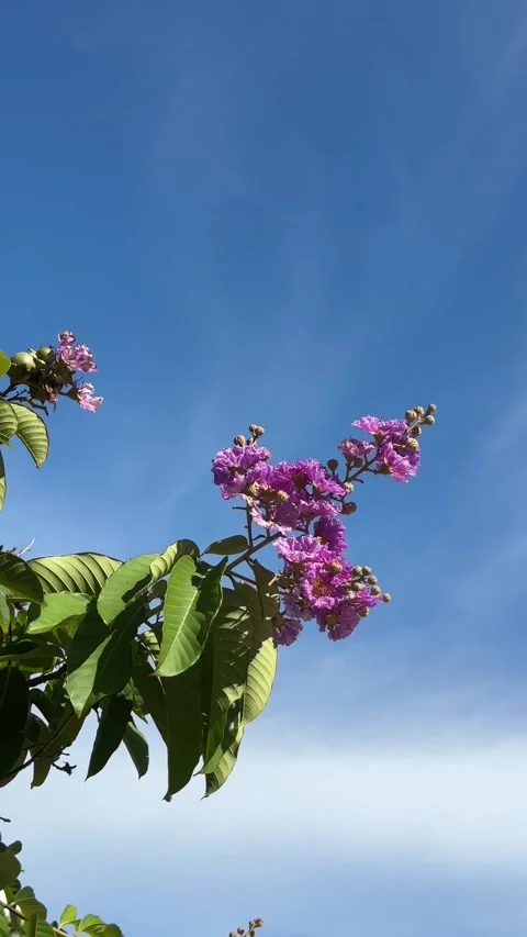 Queen's Crape Myrtle purple flowering tree in South Florida Stock Footage 249947196