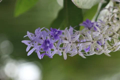 Queen's Wreath Vine Stock Photos