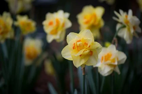 Queensday Daffodil Blooming Photos