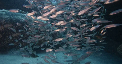 Queensland groper fish surrounded by school of forage fish swimming in sea water Stock Footage 109391792