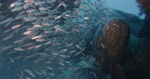 Queensland groper fish surrounded by school of forage fish swimming in sea water Stock Footage 109392053