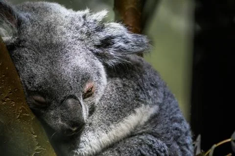 Queensland koala bear sleeping in a tree, closeup portrait of a koala, vulner Stock Photos
