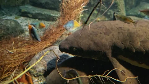 An Queensland lungfish relaxing Video stock 296539937