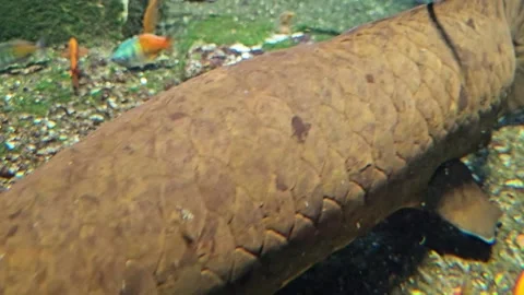 A Queensland lungfish relaxing Stock Footage 296555418