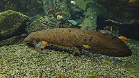 Queensland lungfish resting  Stock Footage 275510828