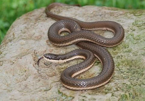 Queensnake sideview Stock Photos