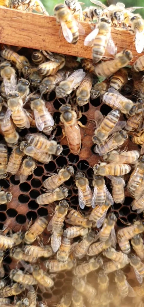 Queenspotting Stock Footage 138394470