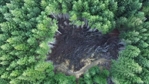Queenstown pine forest Video stock 314639280