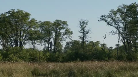 Quelea birds in flight 스톡 동영상 10914729