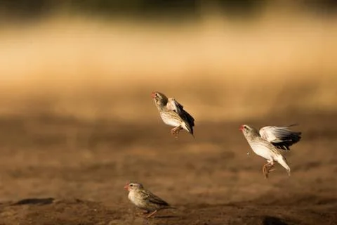Quelea Take Flight Stock Photos