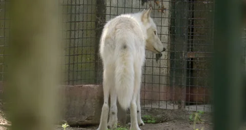 Quenching Thirst: Arctic Wolf Drinking in Zoo Enclosure Stock-Footage 255863294
