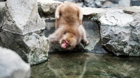 Quenching that thirst Stock Photos