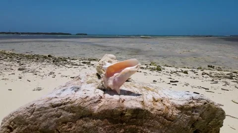 Quenn Conch shell Botuto on tropical beach paradise, Sea shell Made by Stockbeeldmateriaal 254697285