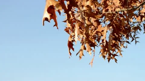 Quercus in autumn Stock Footage 11132519