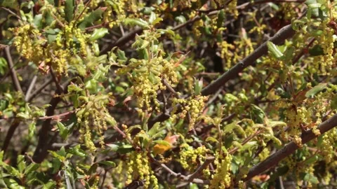 QUERCUS BERBERIDIFOLIA STAMINATE BLOOM Stock Footage 159177549