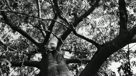 Quercus in black and white Stock Footage 11132806