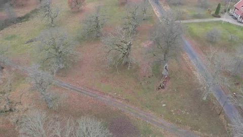 Quercus Petraea Oak Trees With No Leaves in Field, Aerial Landscape Reveal Stock Footage 144843928