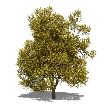 Quercus robur autumn Stock Illustration