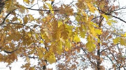 Quercus robur. Branches with yellow foliage of English oak Stock Footage 66438899