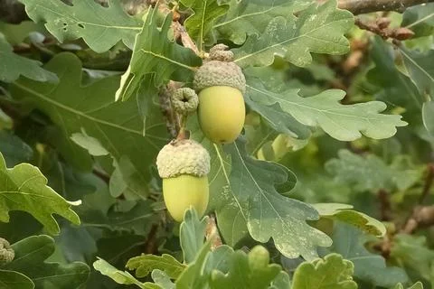 Quercus robur Stock Photos