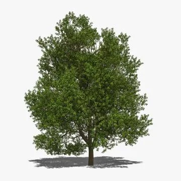 Quercus robur summer Stock Illustration