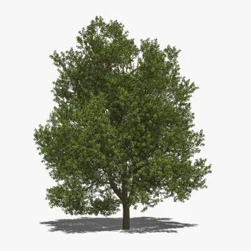 Quercus robur (summer) Stock Illustration