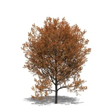Quercus rubra autumn Stock Illustration