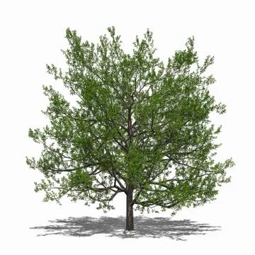 Quercus rubra summer Stock Illustration