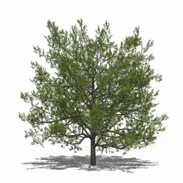 Quercus rubra (summer) Stock Illustration