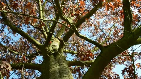 Quercus: view over the tree crown Stock Footage 11133922