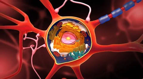 Querschnitt eines Neurons und eines Zellaufbaus mit seinen verschiedenen T... Stock Photos