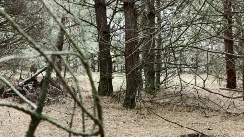 Quest in Pine Forest Stock Footage 255462510