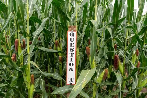 Question 1 sign at the corn maze, with rows of corn in the background Stock Photos