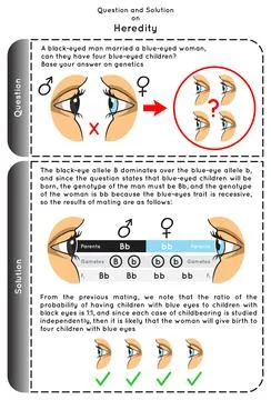 Question and Solution on Heredity Infographic diagram black blue eyes married Stock Illustration