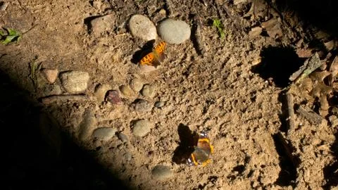 Question Mark and Red Admiral butterflies. Stock Photos
