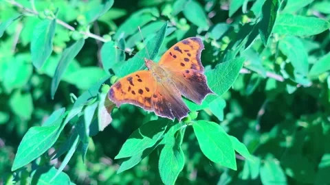 Question Mark Butterfly Video stock 307248627