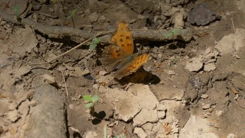 Question mark butterfly on the ground 4K Stockbeeldmateriaal 110711760