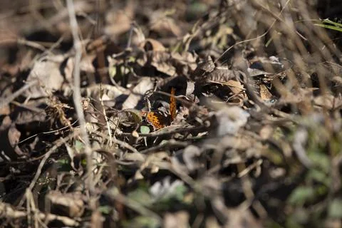 Question Mark Butterfly on the Ground Stock Photos