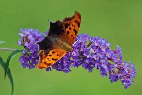 Question Mark butterfly Stock Photos