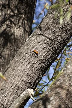 Question Mark Butterfly Stock Photos