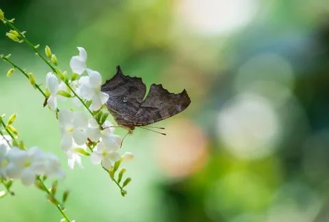 Question Mark butterfly (polygonia interrogationis) Stock Photos