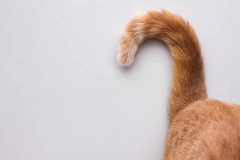 A question mark from a cat's tail. Stock Photos