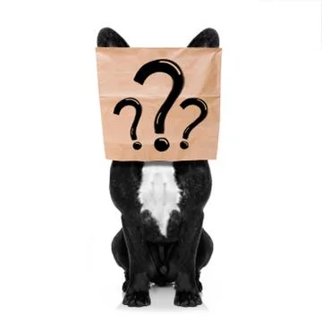 Question marks dog Stock Photos