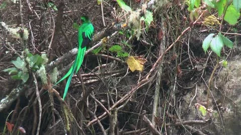 Quetzal Stock Footage 18192856