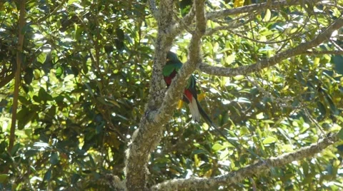 Quetzal Long tail Vídeos de archivo 45836683
