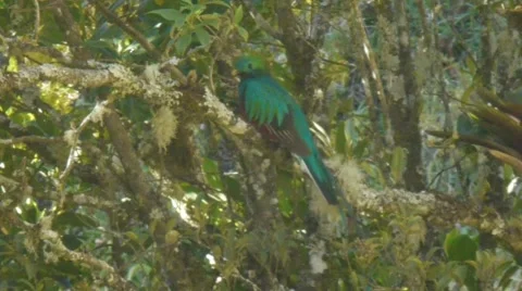 Quetzal looking everywhere Vídeos de archivo 45837149