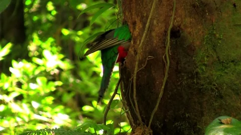 A quetzal parrot at his nest in Costa Rica rainforest. Stock Footage