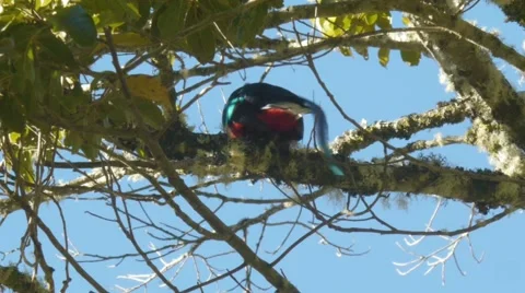 Quetzal scratching Vídeos de archivo 45836899