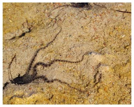 A queue starfish in the red sea. Egypt. Sharm el Sheikh Stock Photos