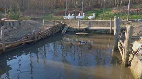 Queue of white geese walking in coop with ducks swimming Video stock 279870096